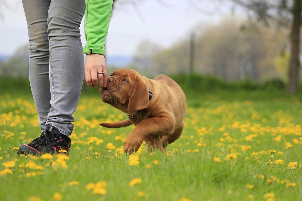 Brown dog smelling woman's hand