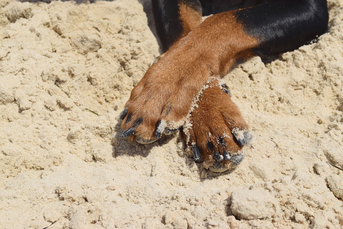 Dog paws on sand